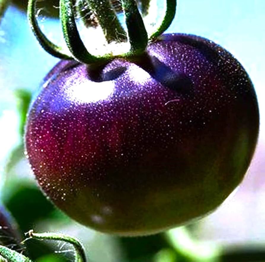 Brandywine Purple tomatoes growing on plant