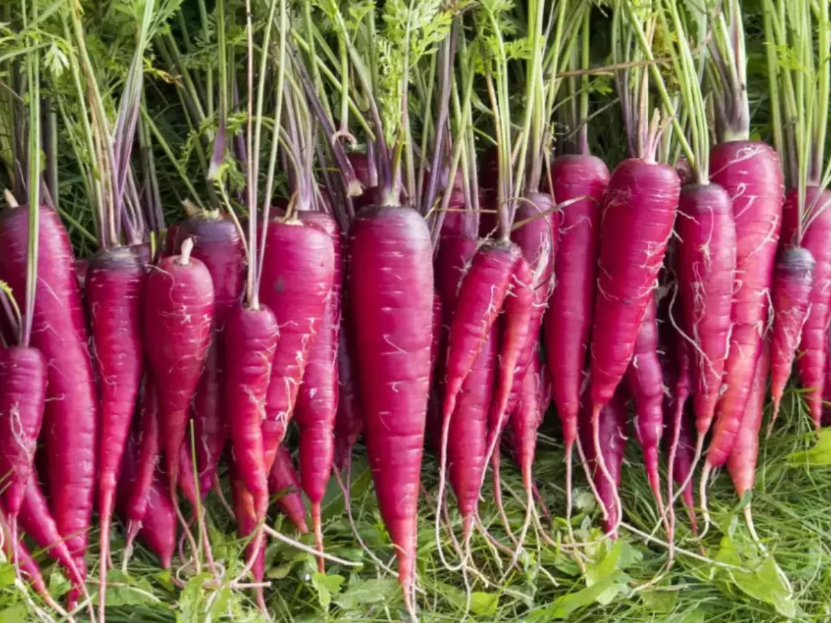 Lush green foliage of growing purple carrot plants