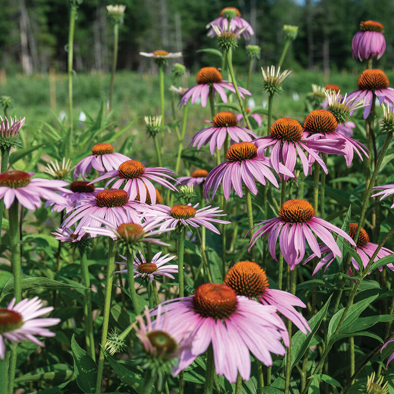 Purple Coneflower Seeds Germinating in Garden Soil
