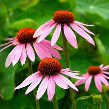 Young Echinacea Purpurea Seedlings in Full Sun