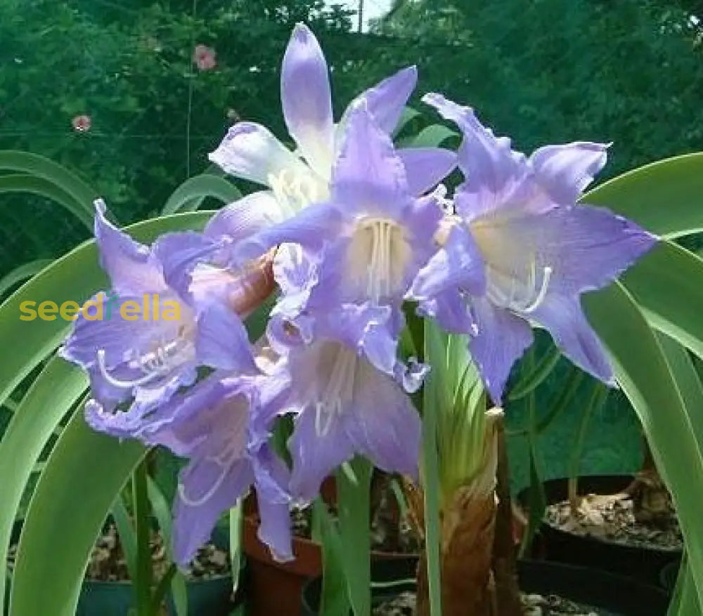 Purple Echte Amaryllis seeds for planting