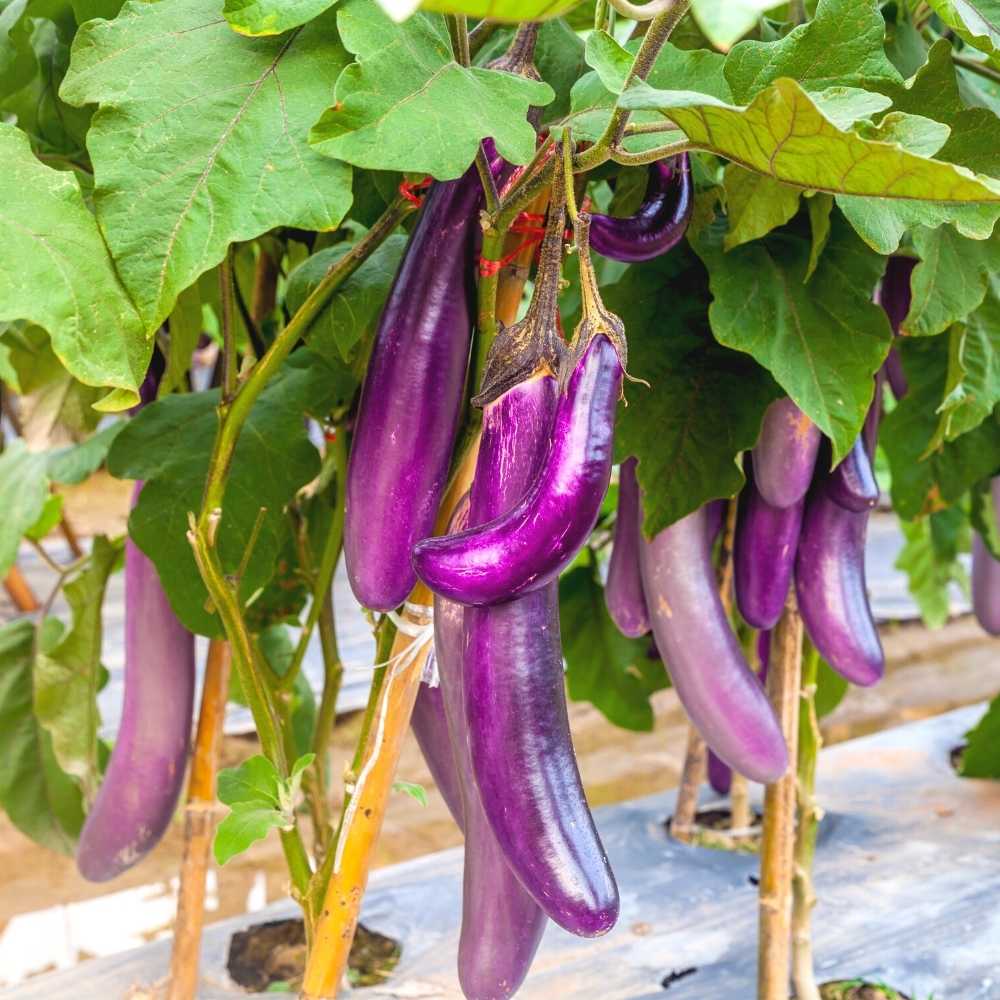 Purple eggplant seeds for planting