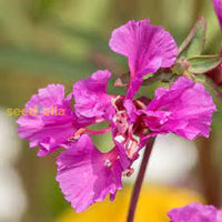 Purple Elegant Clarkia Seeds For Planting  Vibrant Annual Flower Blooms