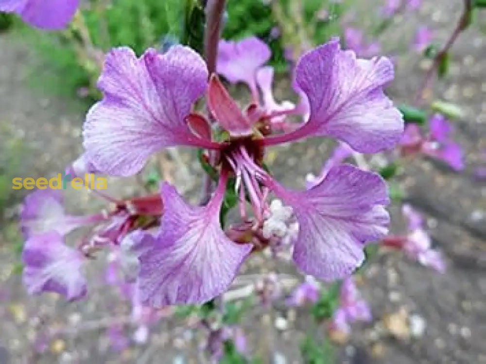 Purple Elegant Clarkia Seeds For Planting  Vibrant Annual Flower Blooms