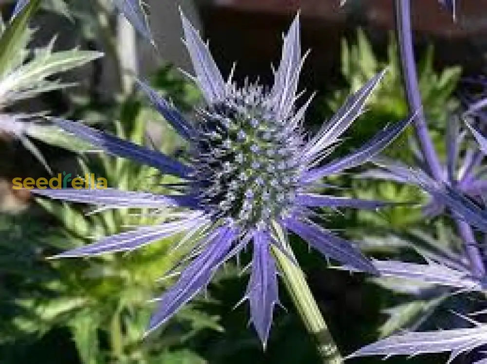 Purple Eryngium Alpinum Superbum Seeds For Planting - Perennial Flower Garden Elegance