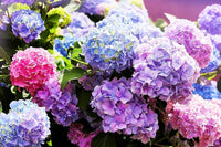Purple Hydrangea Flower Seeds