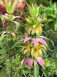 Purple Monarda Punctata Seeds For Planting  Vibrant Perennial Blooms Flower