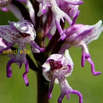 Purple Orchis Italica Seeds For Planting  Vibrant Perennial Blooms Flower