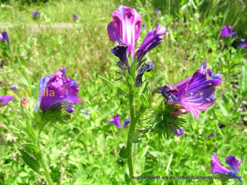 Purple Pattersons Curse Flower Seeds For Easy Planting