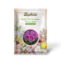 Purple pink geranium seeds germinating seedlings