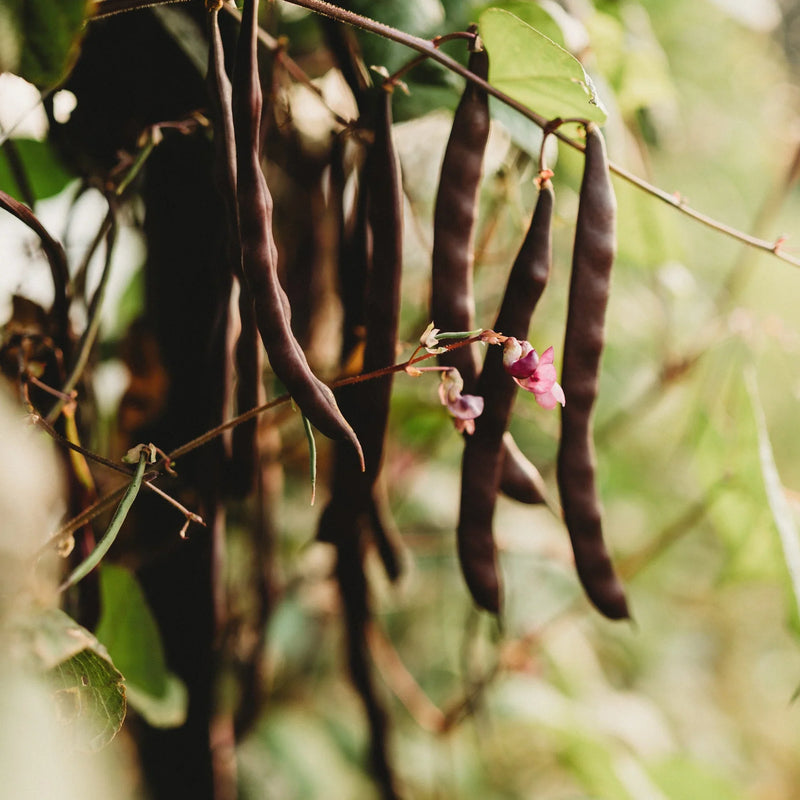 Brown Bean Seeds for Planting  High Yield Vegetable Seeds