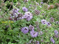 Purple Pulegium Flower Seeds For Planting - Vibrant Annual Blooms