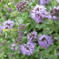 Purple Pulegium Flower Seeds For Planting - Vibrant Annual Blooms