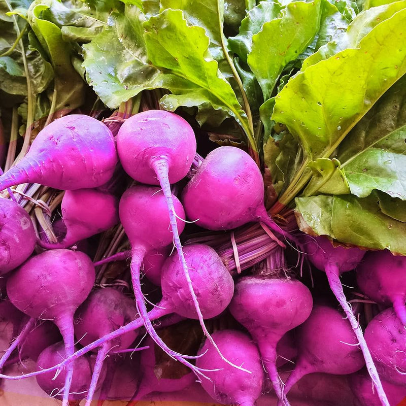 Purple radish seeds for planting in home gardens