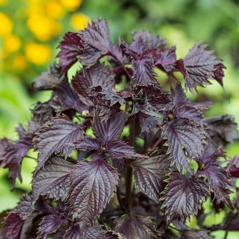 Ornamental Purple Shiso foliage grown from non-GMO seeds