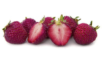 Purple Strawberry Plants Growing in Garden, Healthy Plants with Vibrant, Purple Berries