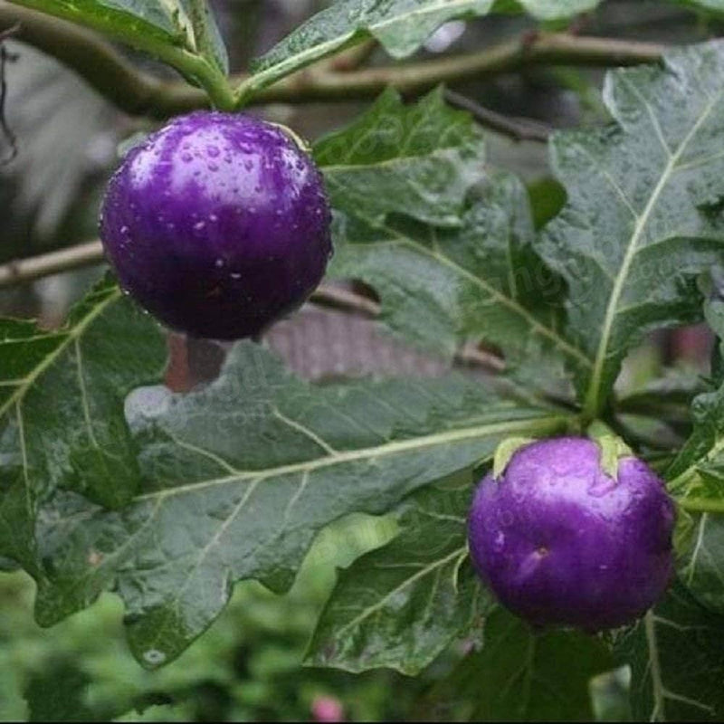 Purple tomato seeds for planting