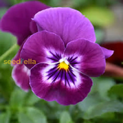 100 Pcs
