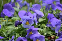 Purple Wavy Viola Planting Seeds For Fall & Spring Gardens Flower