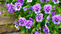 Purple Wavy Viola Planting Seeds For Fall & Spring Gardens Flower