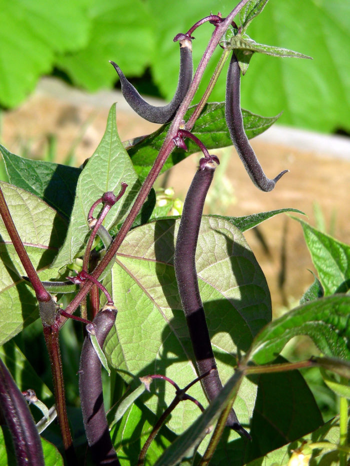 Brown Bean Seeds for Planting  High Yield Vegetable Seeds
