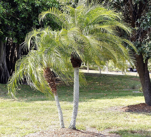 Pygmy Date Palm (Phoenix roebelenii) seeds for planting