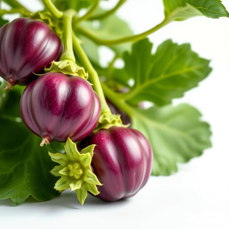 Purple Tomatillo Seeds for Easy Planting