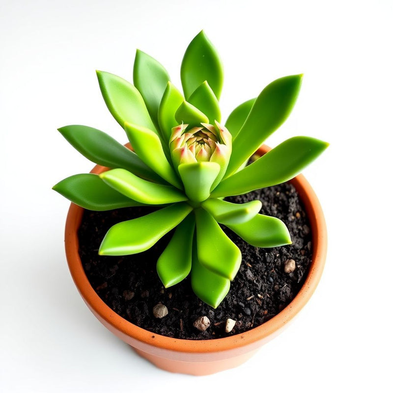 Zygocactus Truncatus Flower seeds for Planting Sun Loving Heirloom & GMO Free Seeds for Home Garden