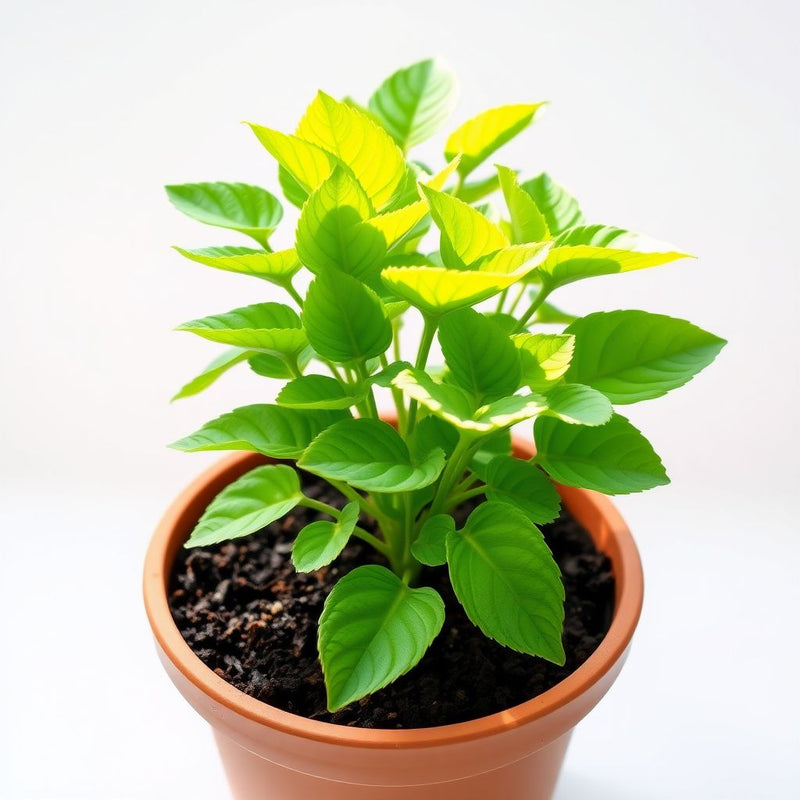 Zowie Flower seeds for Planting - Bright Blooms, Heirloom & GMO Free Seeds for Home Garden