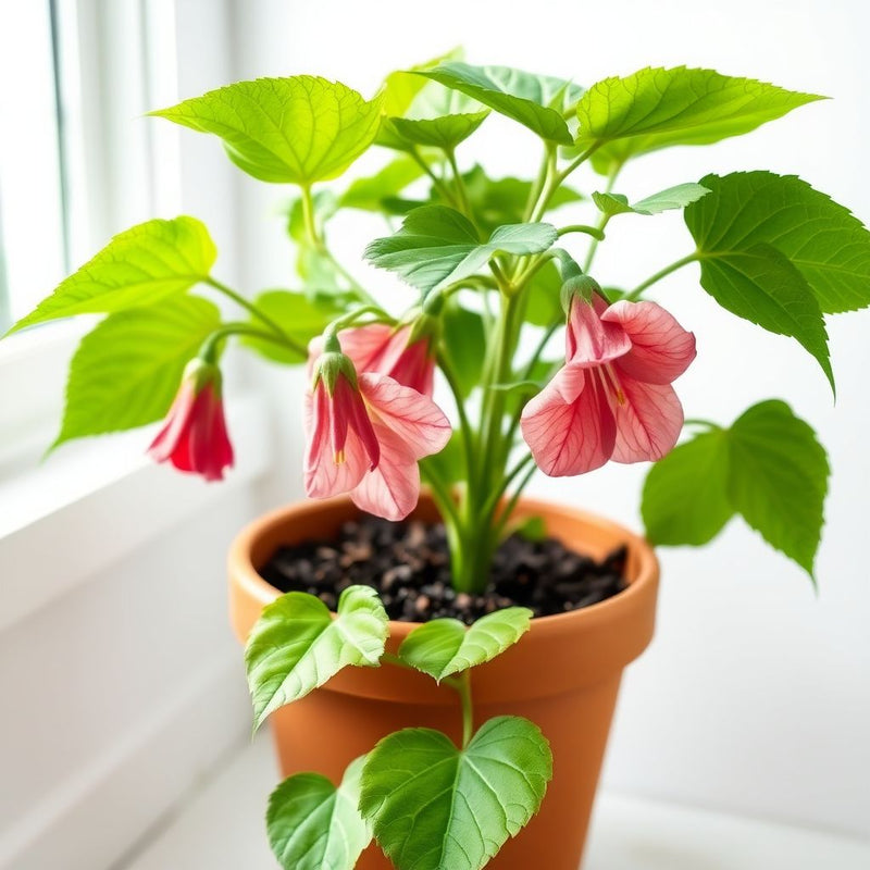 Abutilon Hybridum Flower seeds for Planting - Fragrant Blossoms, Heirloom & GMO Free Seeds for Home Garden