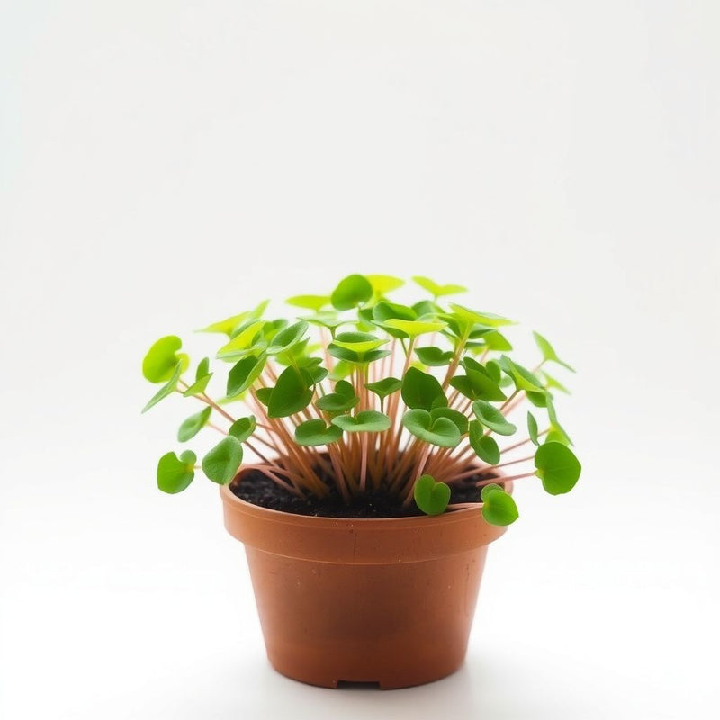 Light Pink Sundew for Planting Hardy Variety Heirloom & GMO Free Seeds for Home Garden
 
 Sale