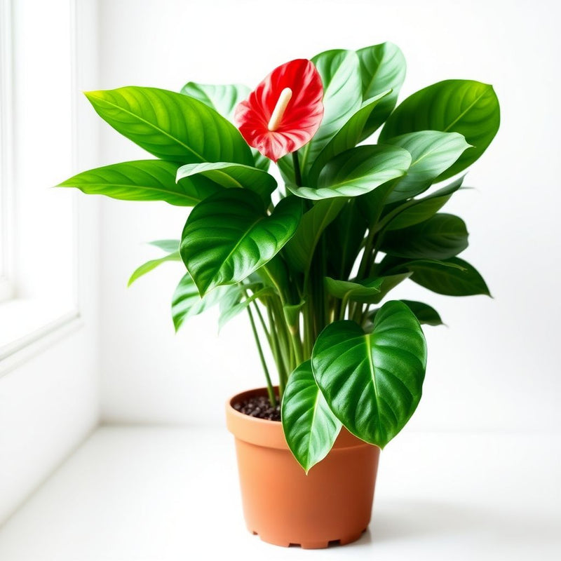 Anthurium Perennial Mixed Seeds - Grow Exotic Tropical Plants