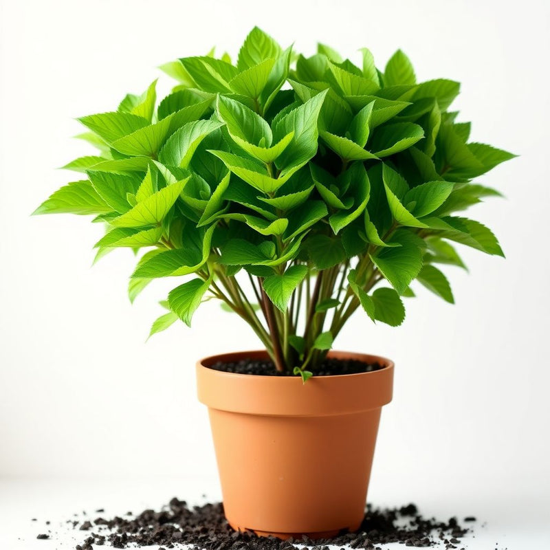 Yellowhorn Xanthoceras Sorbifolium Seeds for Planting - Sun Loving, Heirloom & GMO Free Seeds for Home Garden