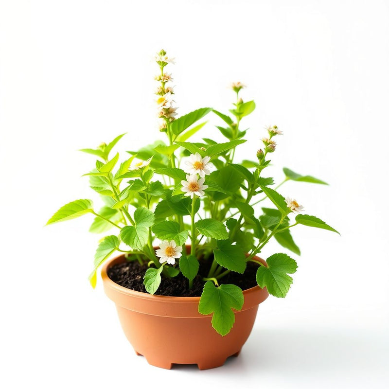 Skeleton Flower seeds for Planting - Wildflower Mix, Heirloom & GMO Free Seeds for Home Garden