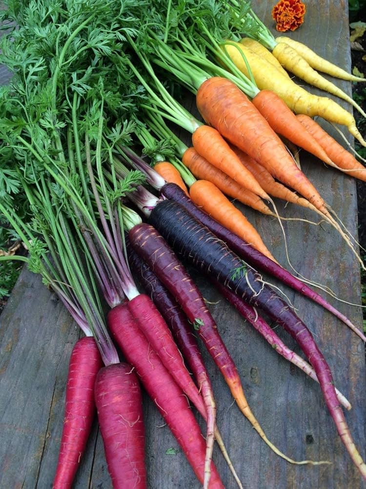 Rainbow Carrot seeds (Daucus carota) for salad garden and kitchen patch planting