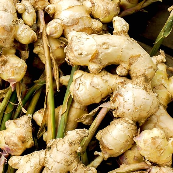 Ginger rhizomes growing in raised bed