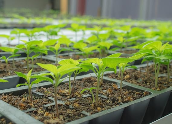 Leutschauer Paprika peppers in raised bed