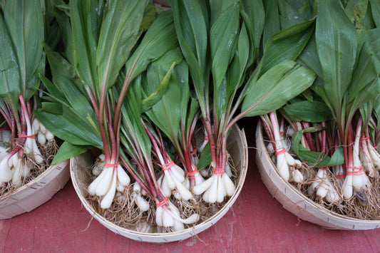Ramp Wild Leek Allium tricoccum herb vegetable seeds for planting