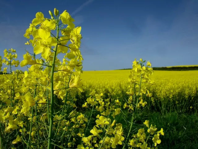Essex Rape Plants Growing in Home Garden