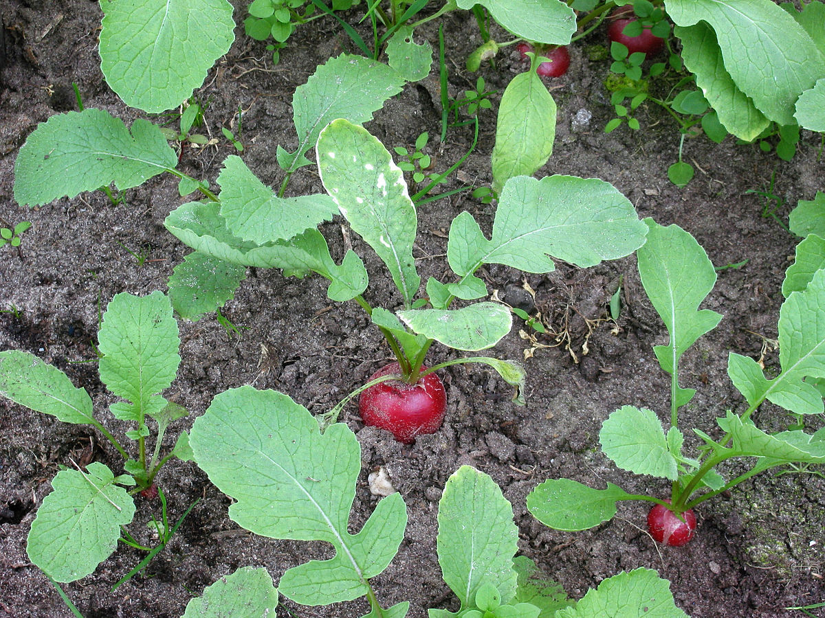 Non-GMO Raphanus Sativus seeds for vegetable planting