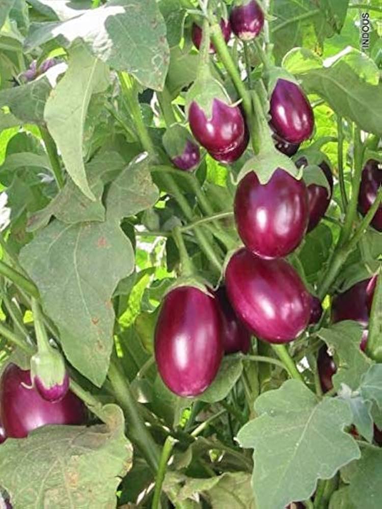 Rare melon eggplant seeds for planting