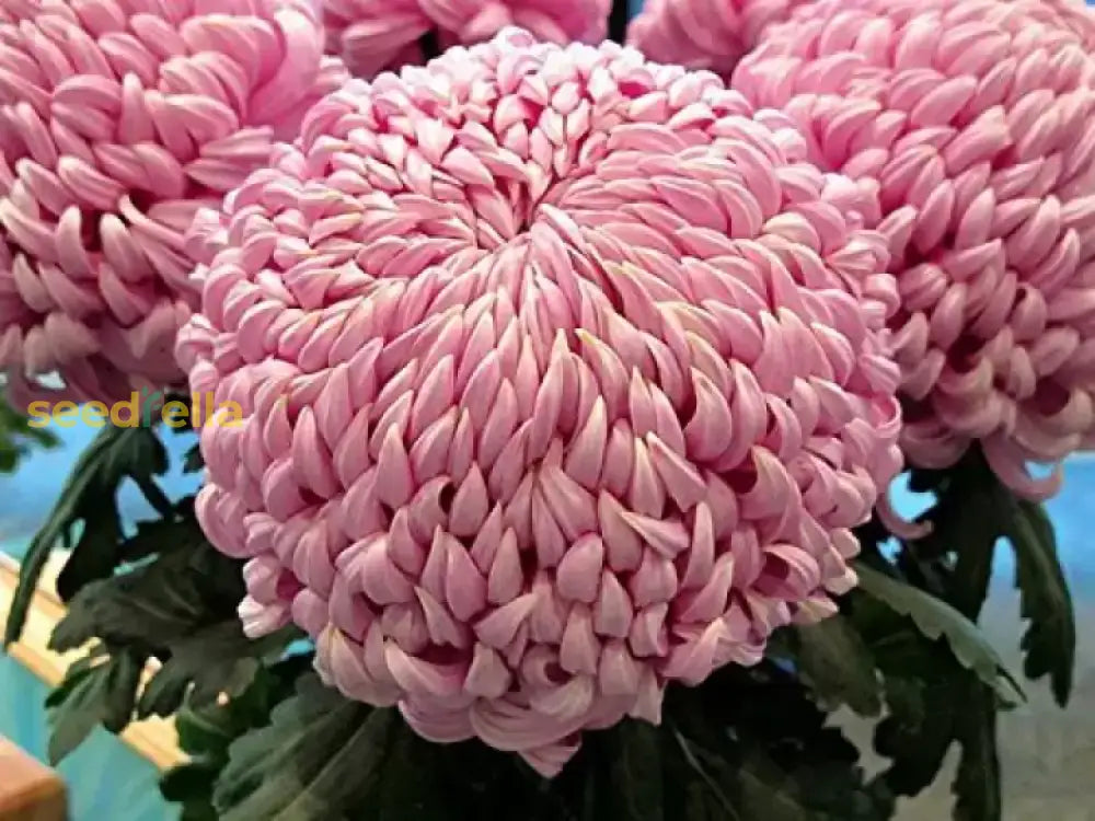 Rare Pink Chrysanthemum Bonsai Seeds For Planting Flower