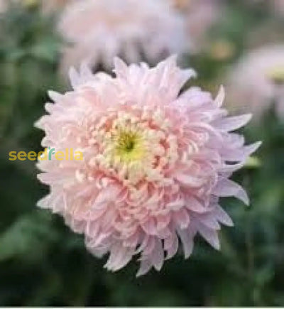 100 Pcs