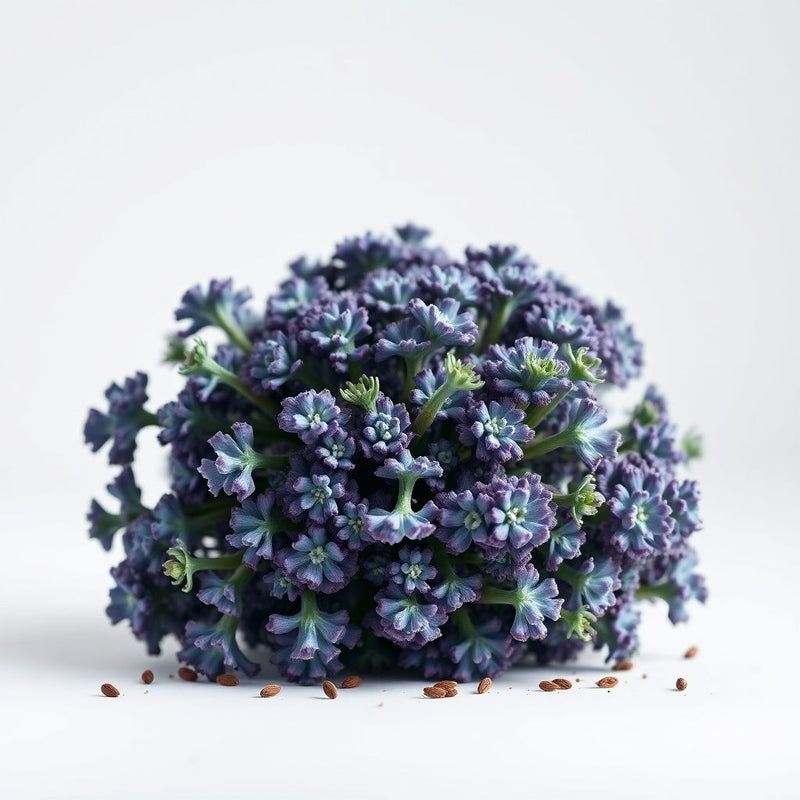 Sea Kale Vegetable Seeds for Planting