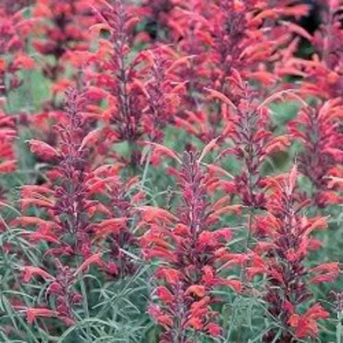 Red Agastache Heather Queen Non-GMO Seeds for Planting
