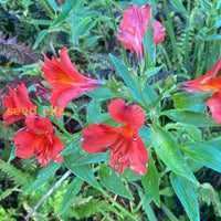 Red Alstroemeria Psittacina Flower Seeds For Planting - Vibrant Annual Blooms