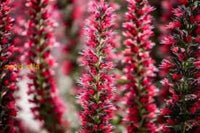 Red Amoenum Flower Planting Seeds - Vibrant Crimson Blooms For Your Garden