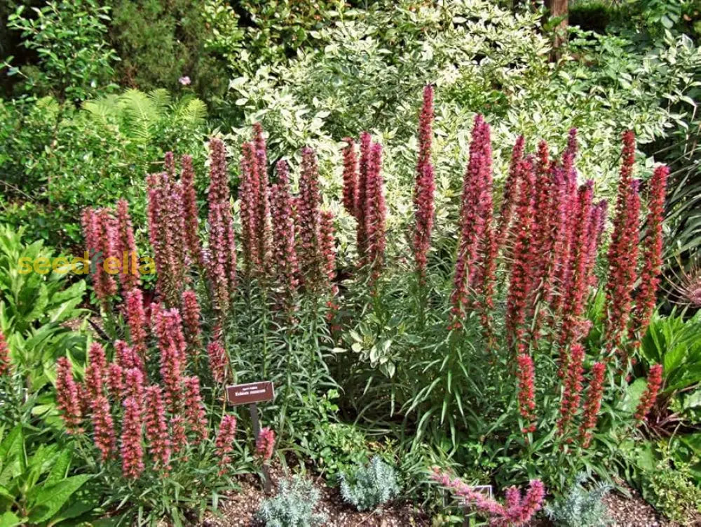 Red Amoenum Flower Planting Seeds - Vibrant Crimson Blooms For Your Garden