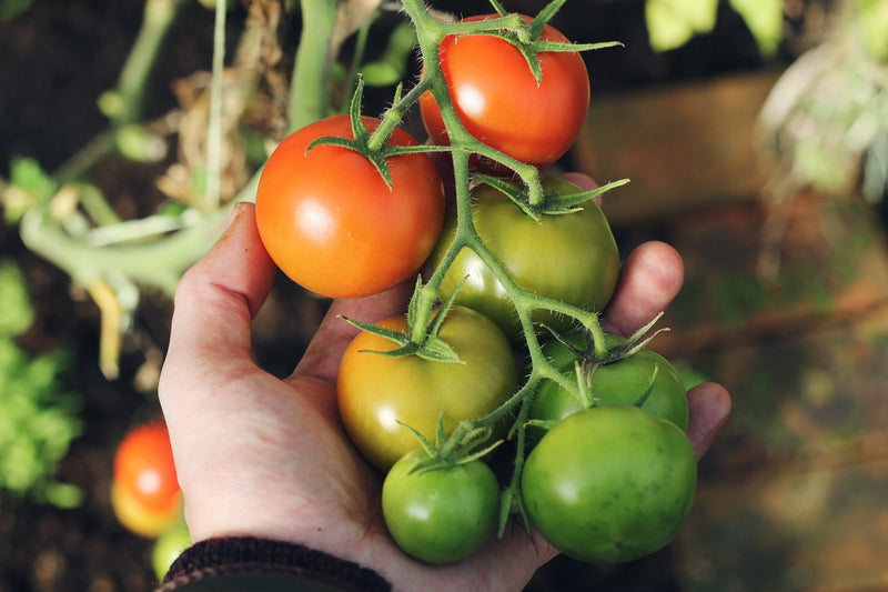 Red and green tomato seeds for planting