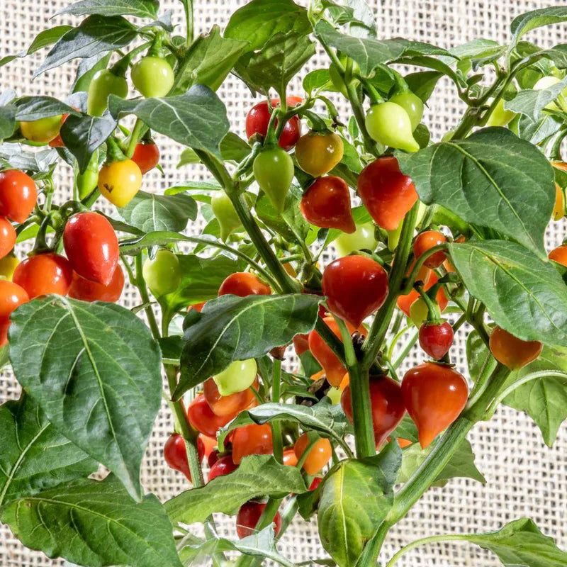 Biquinho Seeds for Home Vegetable Planting